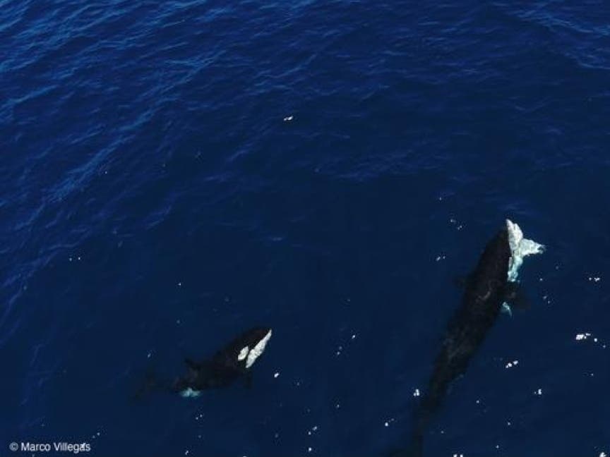 Video Orcas Hunt Great White Sharks, Teach Their Young To Eat The Livers