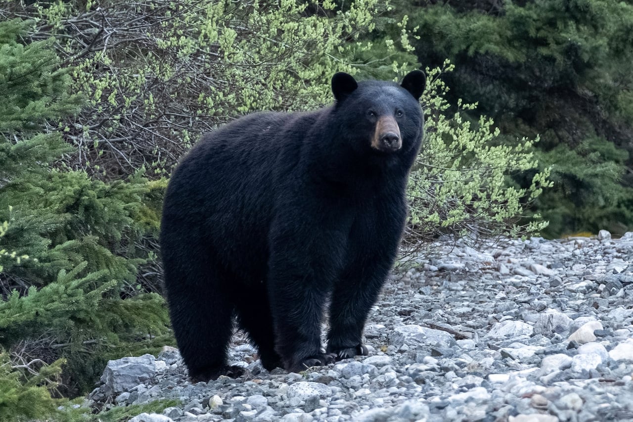 Bear kicked out of den at popular Banff ski resort 'to ensure public ...