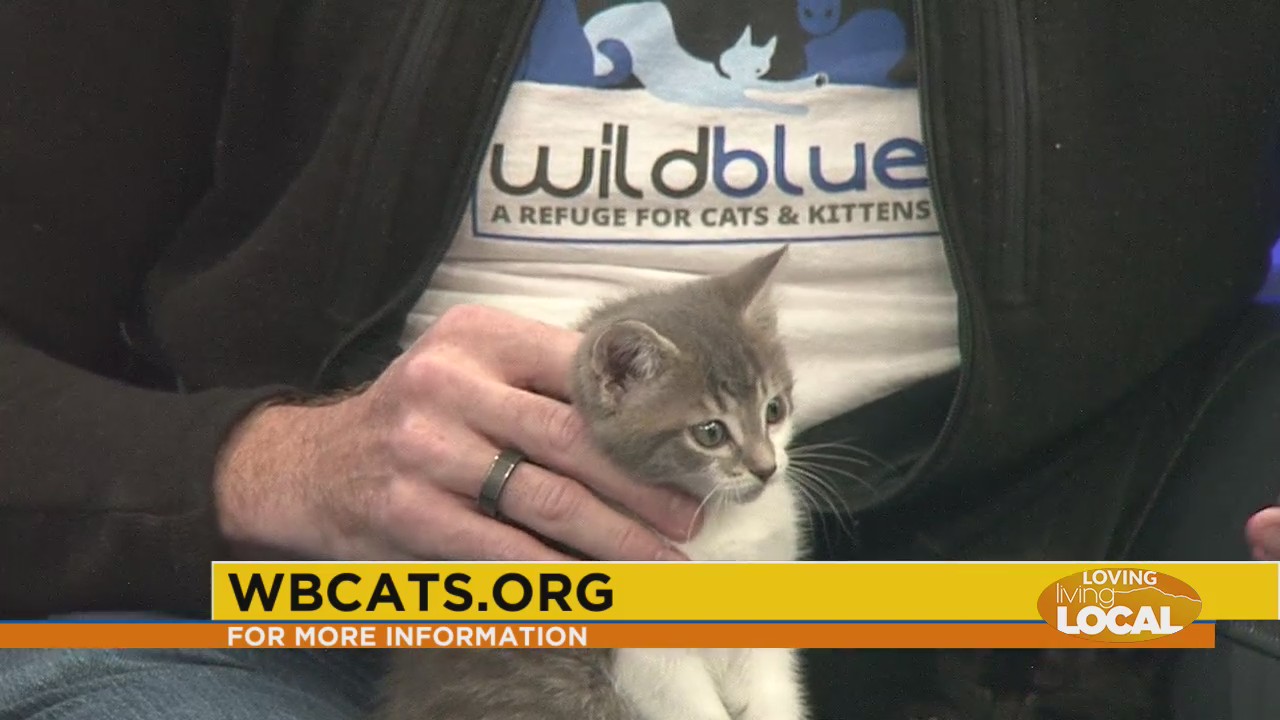 Wild Blue Cats hosting Fancy Feast 2.5 - Loving Living Local
