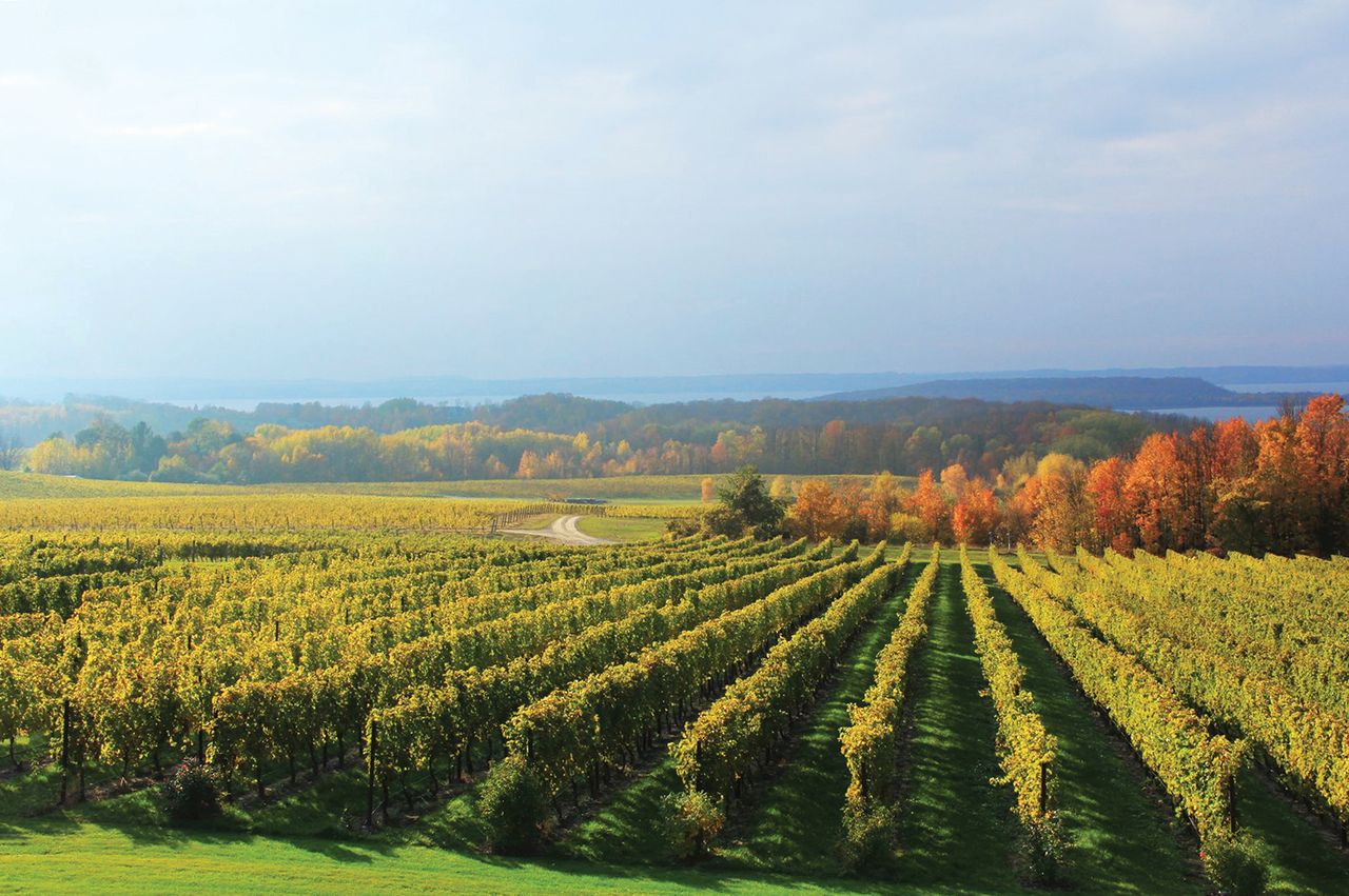 Vineyard with rows of grapevines and trees in the background