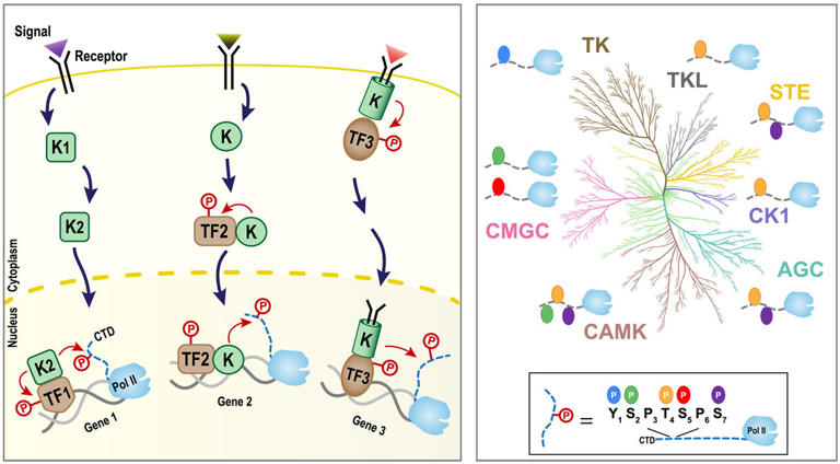 Kinase atlas uncovers hidden layers of cell signaling regulation