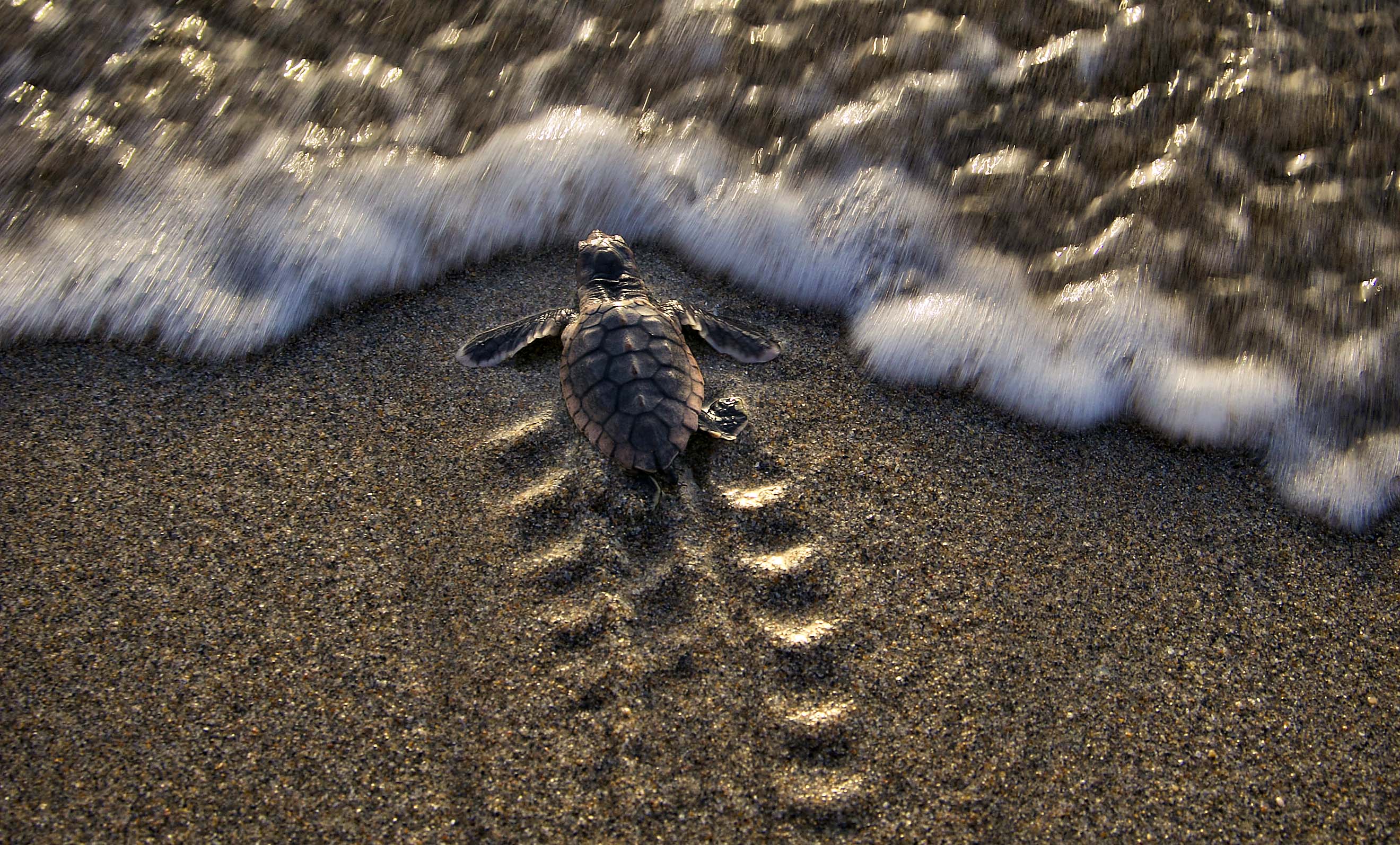 Sea turtles had a strong nesting season in Jupiter area, defying ...