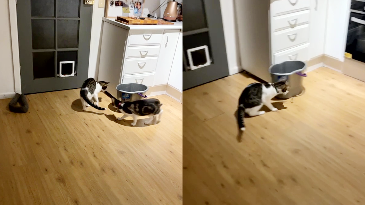 'Australian woman has cats as her 'trained bodyguards' to protect the ...
