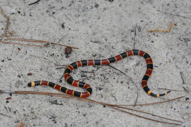 These Are the Most Venomous Snakes in North Carolina