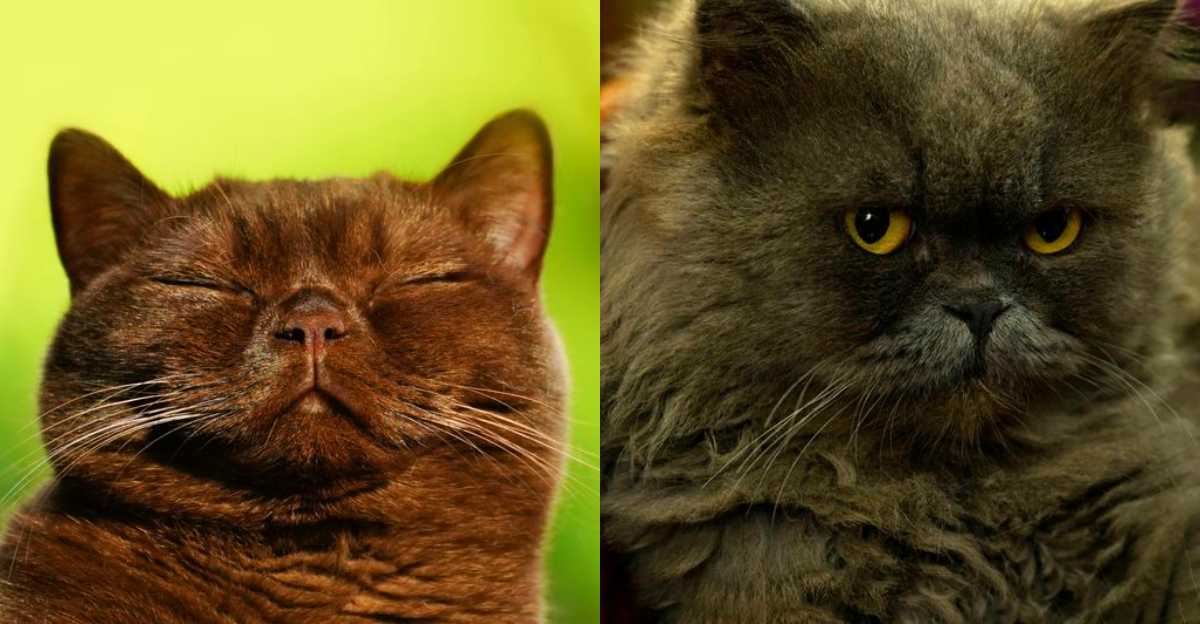 7 Of The Happiest Cat Breeds In The World And 5 Of The Grumpiest Ones