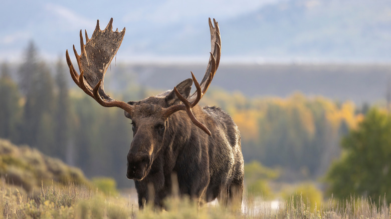 Moose