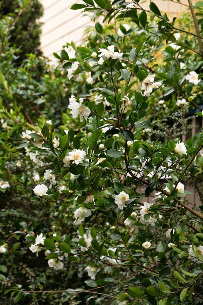 Camellia Cultivation: Your Essential Guide