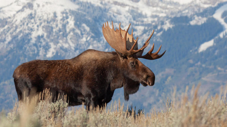 The 5 Best Parks To See Wild Moose Roam (That Aren't Yellowstone ...