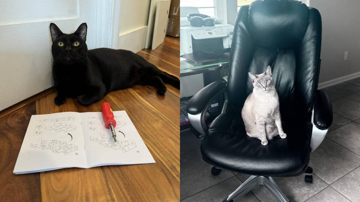 20+ Purrfessional Cats Hard At Work