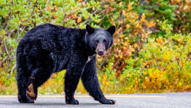Authorities issue warning after wild bear is spotted wandering where it ...