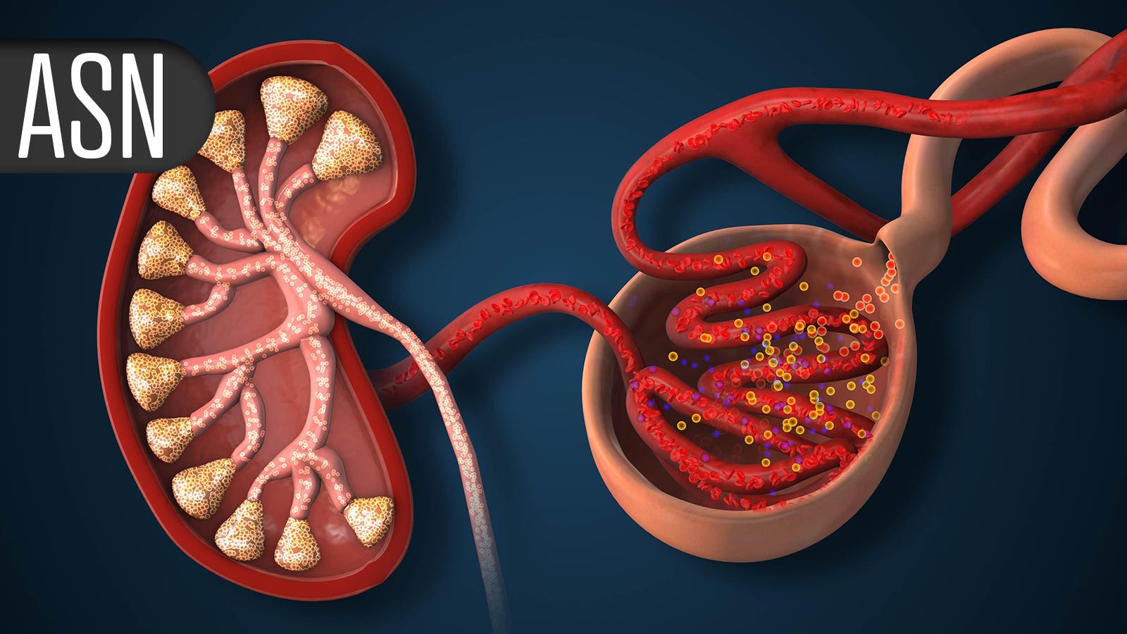 Novel Injection Nearly Halved Proteinuria in IgA Nephropathy