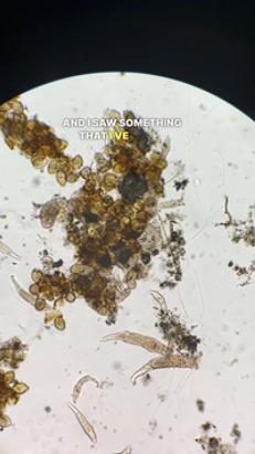 Life Beginning Under the Microscope: Rotifer Embryos in Motion