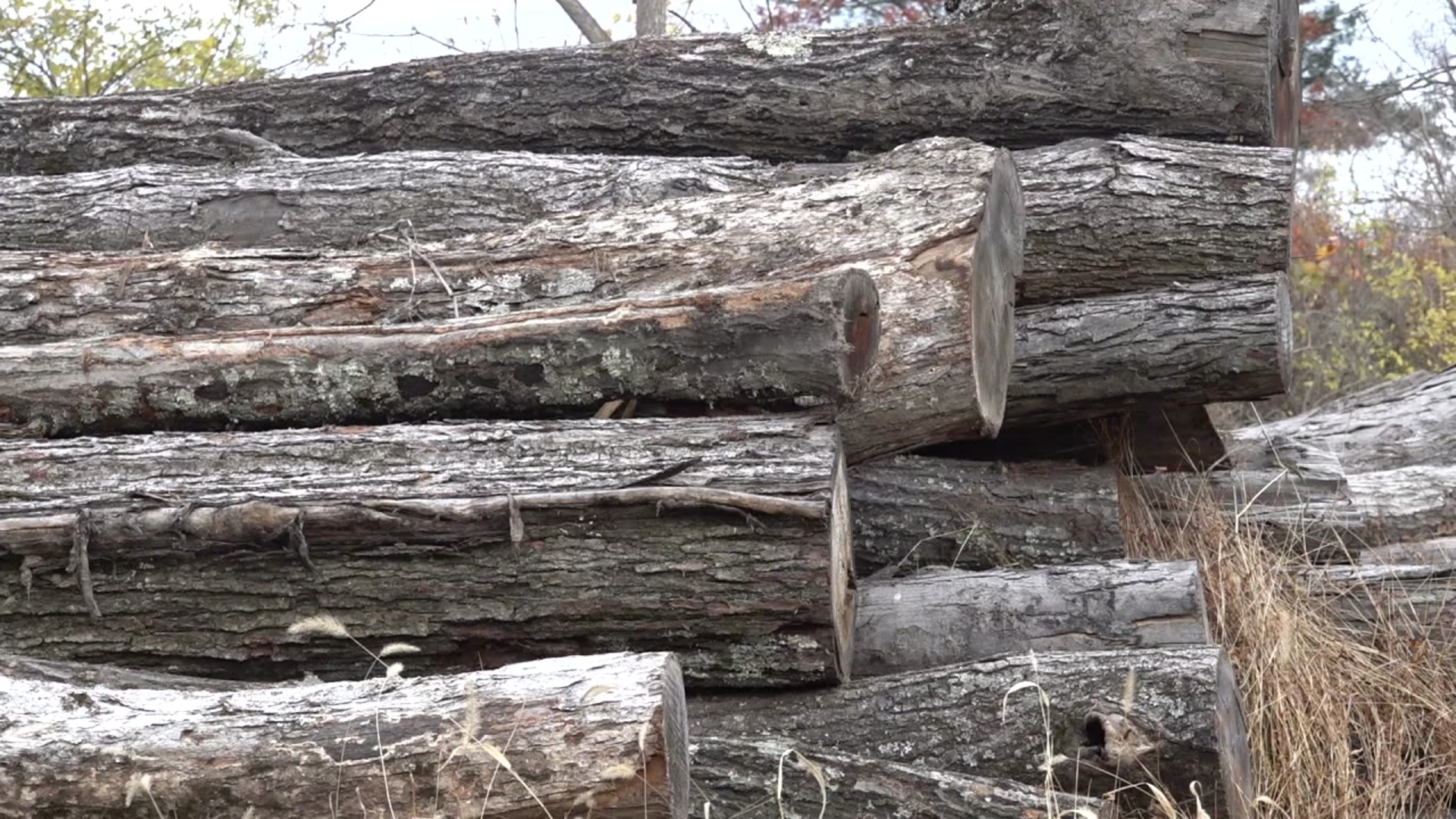 Tips for picking out the right firewood to heat your home this season