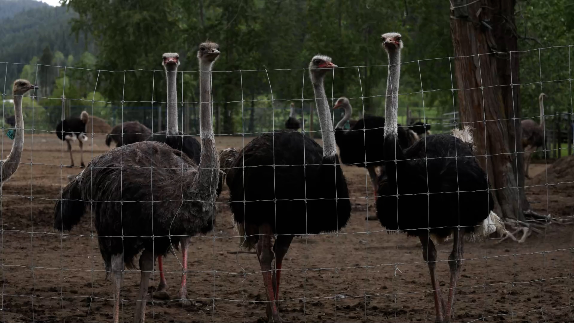 Five things to know about ostrich cull case, after court delivers blow ...