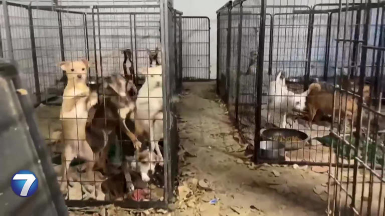 Nearly 50 dogs rescued from ‘extremely poor,’ ‘unsafe conditions’ in ...