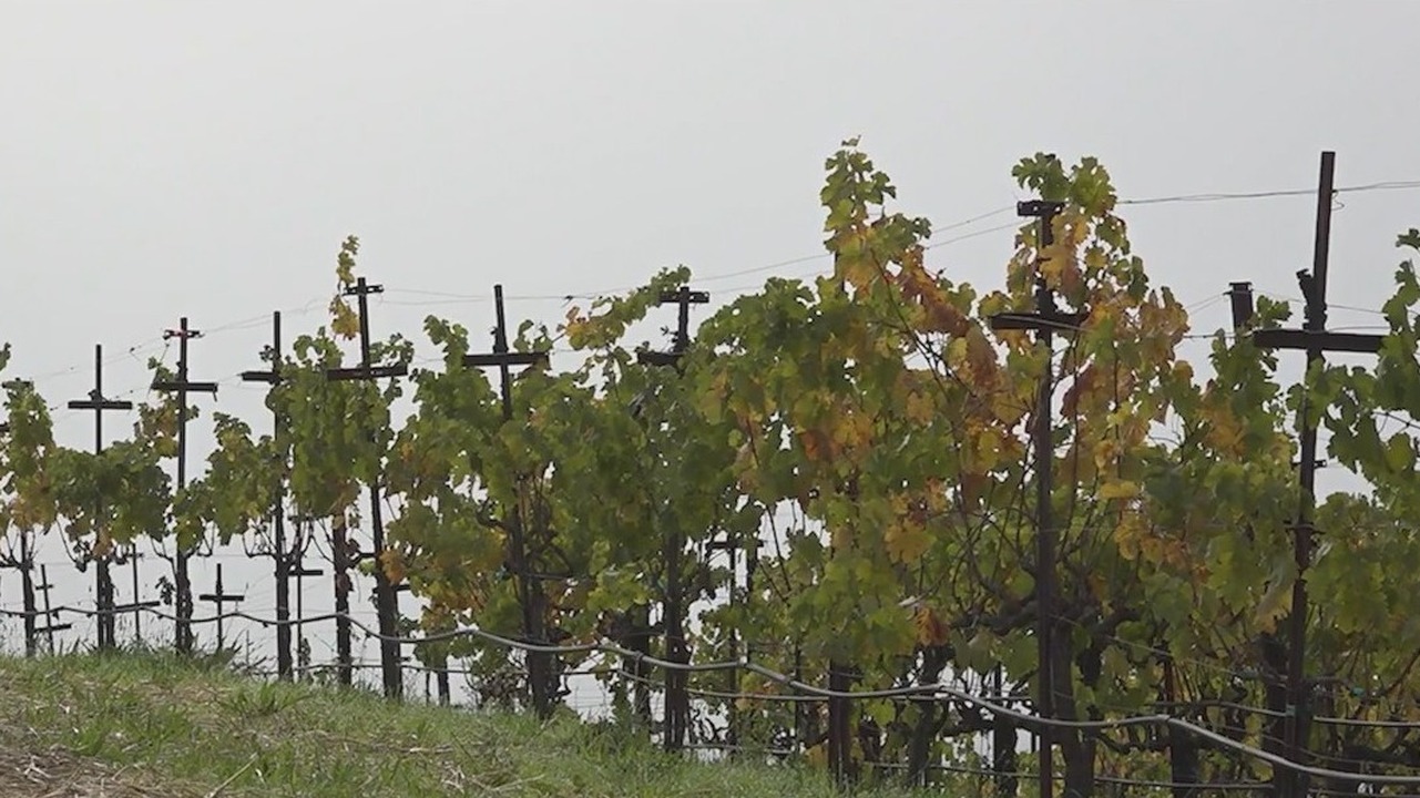 Wine industry faces growing uncertainty over tariffs