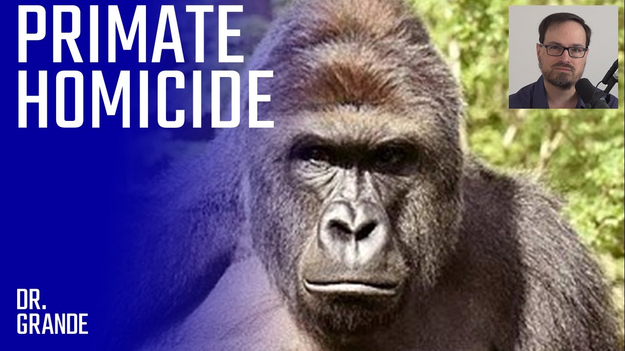 determined-3-year-old-boy-enters-gorilla-exhibit-harambe-the-gorilla
