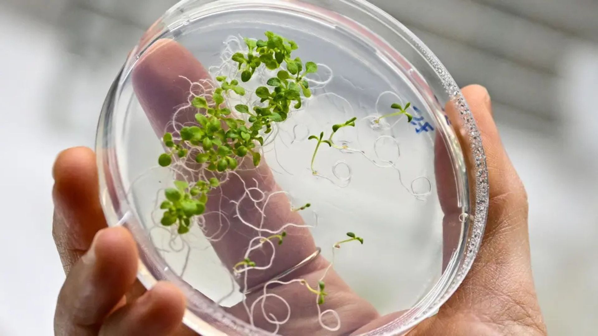 New plant system triggers crops to grow themselves with genetic upgrades