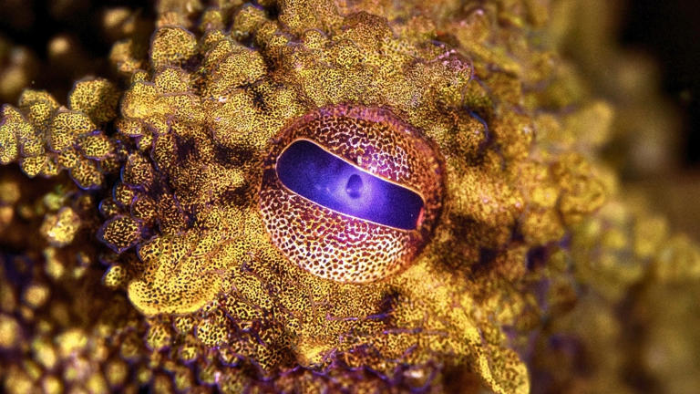 Científicos recrean el raro pigmento responsable de los «superpoderes» de los pulpos