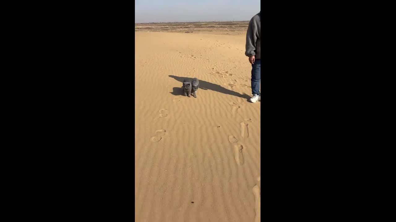 Two British Shorthair cats take a stroll together in the desert in ...