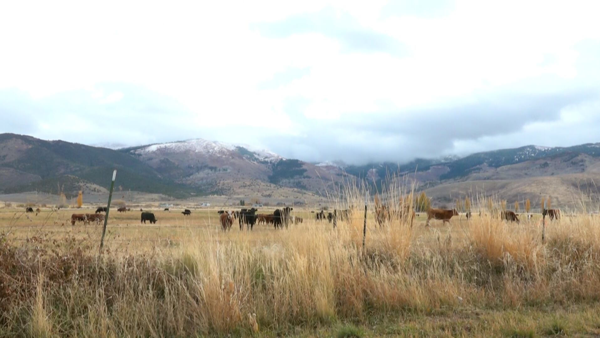Ranchers prepare cattle for winter in Idaho