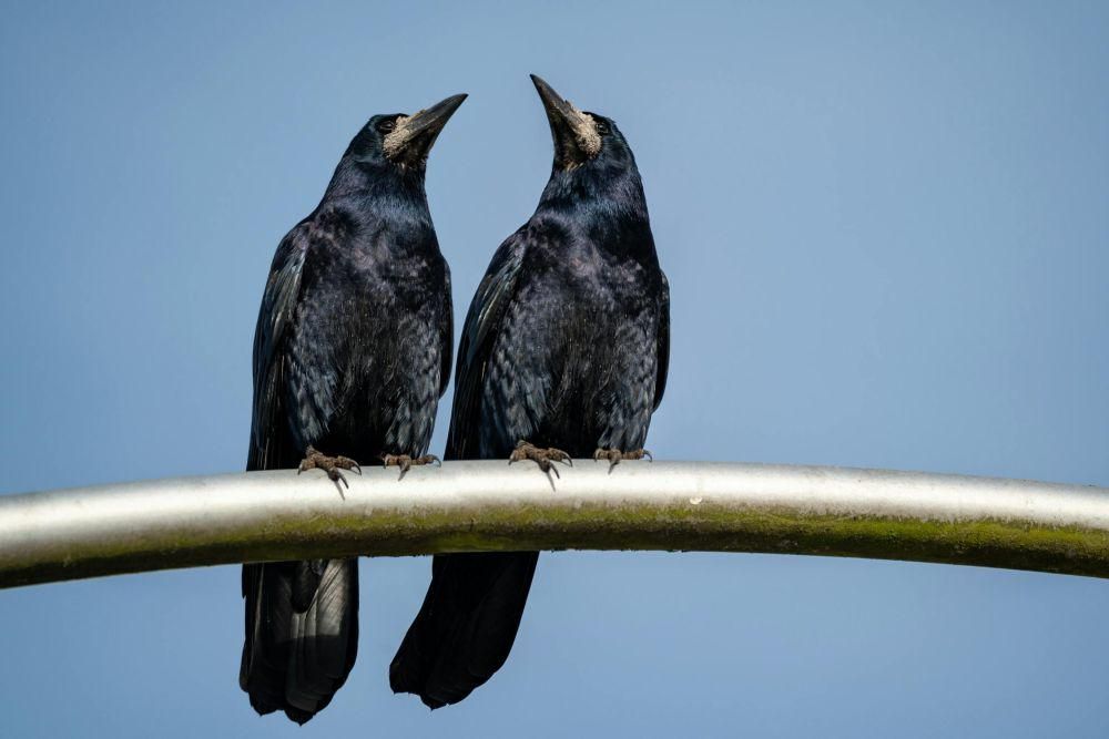 4 Hewan dengan Memori Tempat Hebat