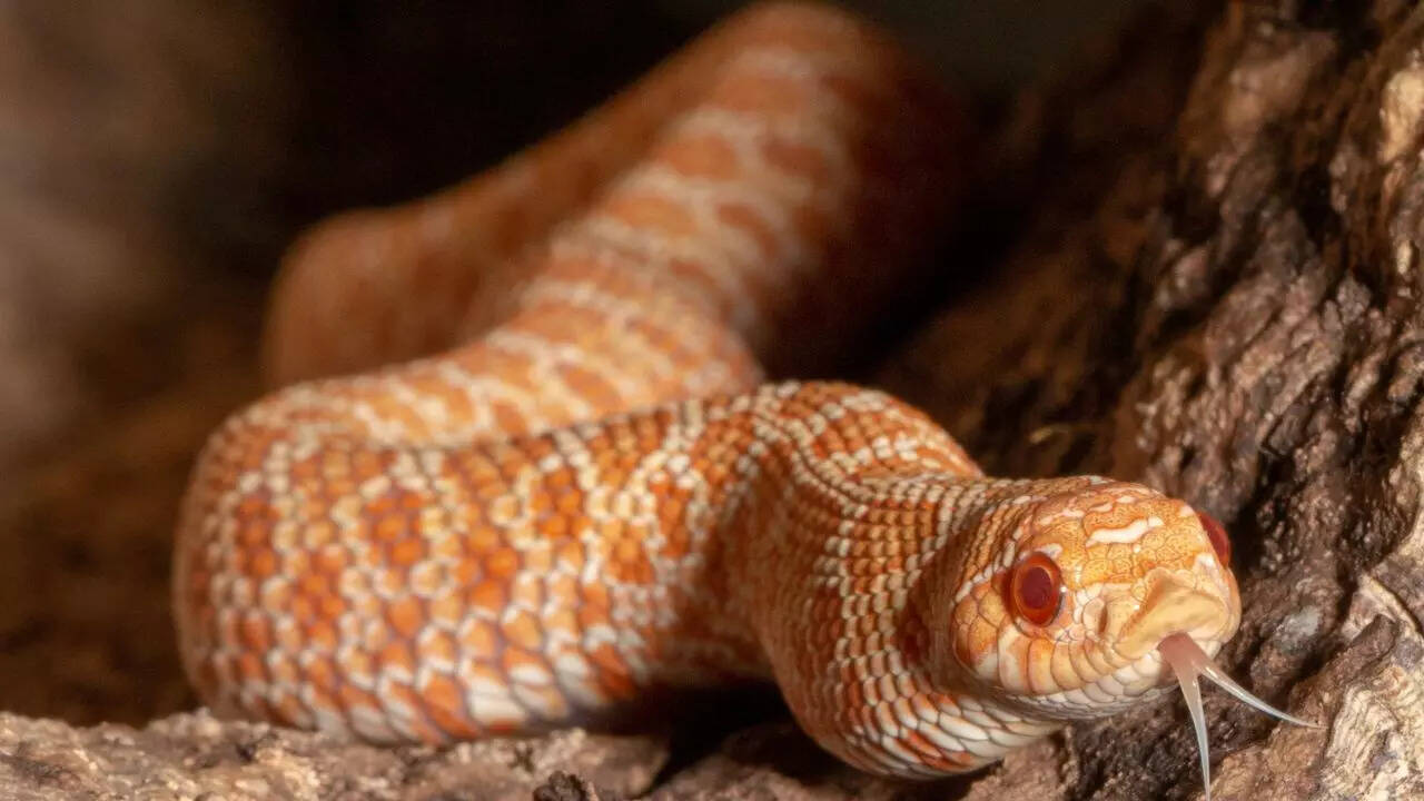 10 distinct sounds snakes make to warn or scare; and what each noise ...
