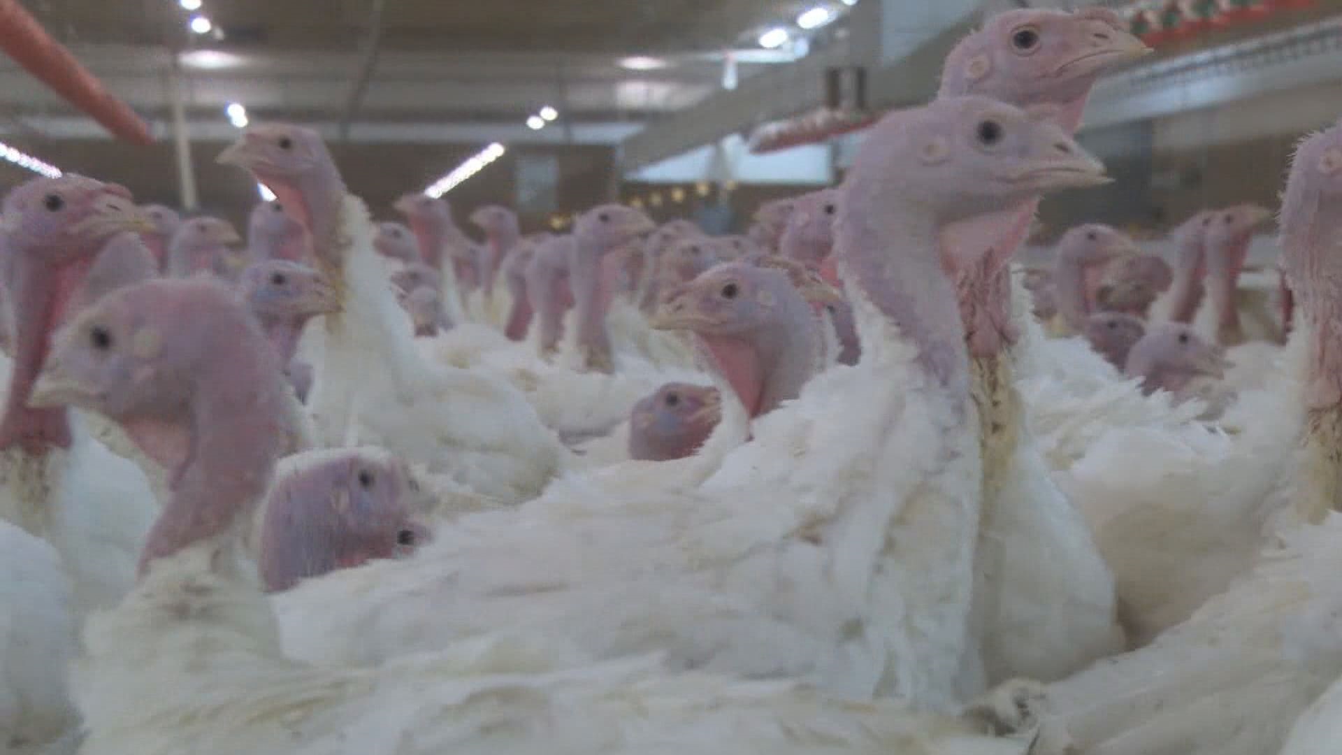 Surge of avian flu outbreaks at B.C. poultry farms