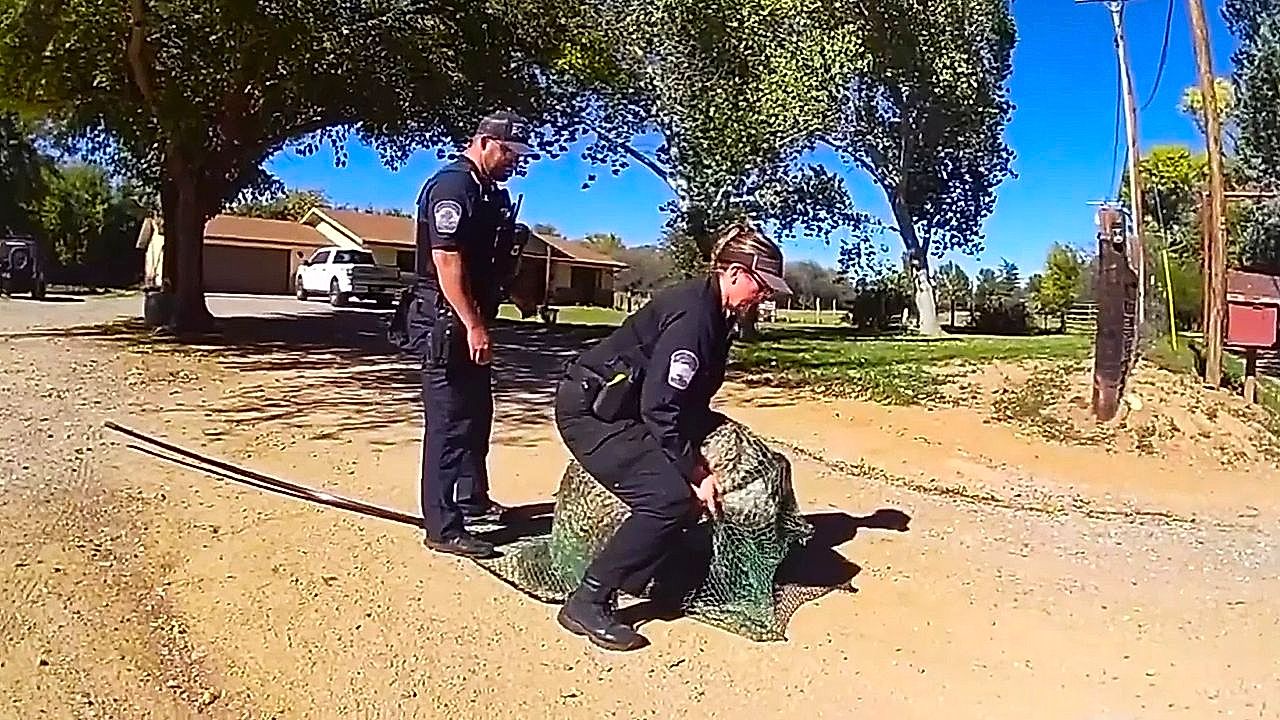 Escaped emu captured after two-day chase in Arizona