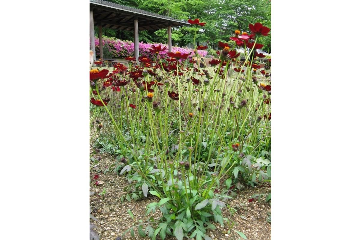 7 Fakta Menarik Chocolate Cosmos, Tanaman Hias Beraroma Cokelat Asli Meksiko!