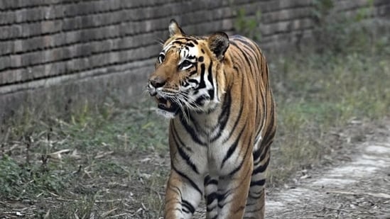 Farmer dies in tiger attack in Mysuru district, safaris suspended in ...
