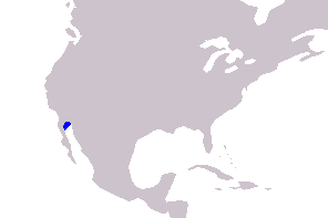 5 Fakta Menarik tentang Vaquita, Lumba-Lumba Panda yang Terancam Punah