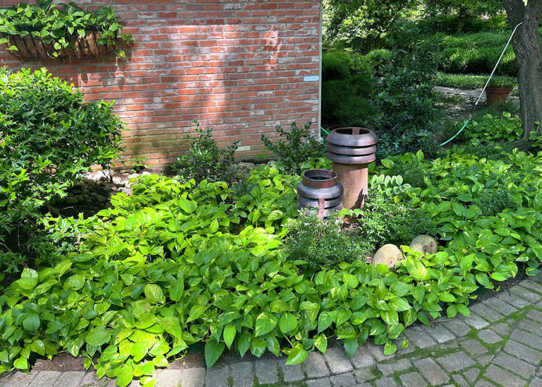 Shantung maple woes? Garden Q&A answers 5 common issues