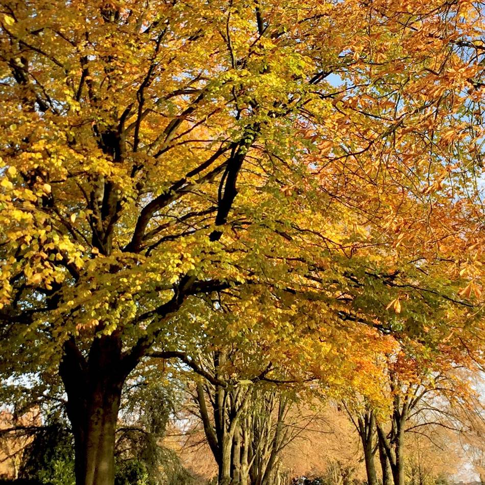 So schön leuchtet der Herbst im Kreis Kleve im November 2025