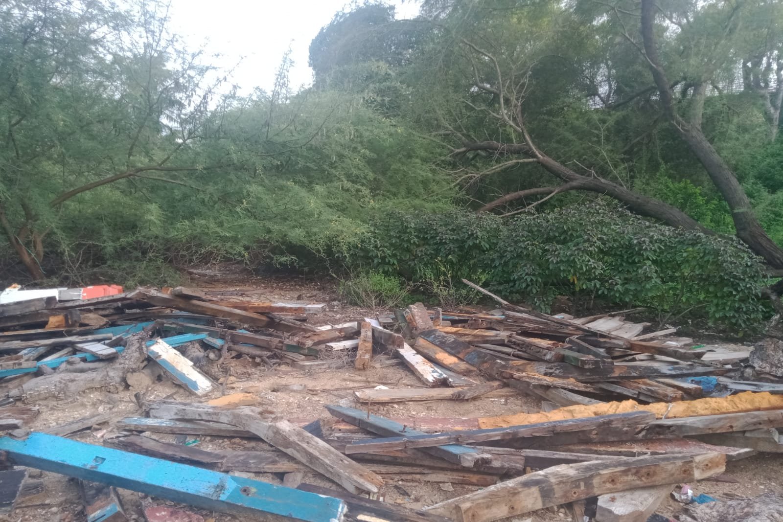 Atasi Krisis Iklim, Gen Z Minta Dilibatkan dengan Tulus