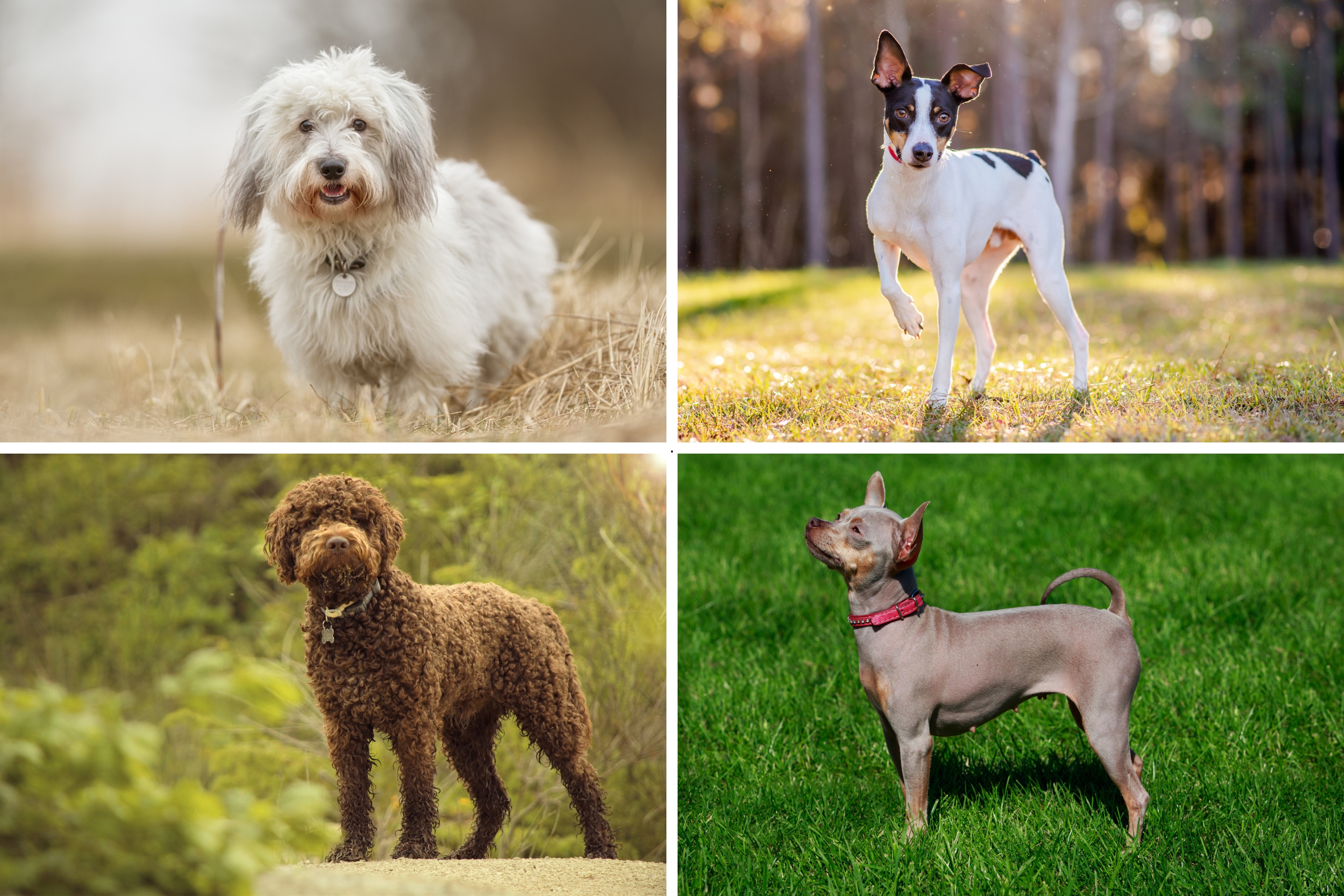 Least Popular Dogs 2025: There are the 10 breeds of least loved dog ...
