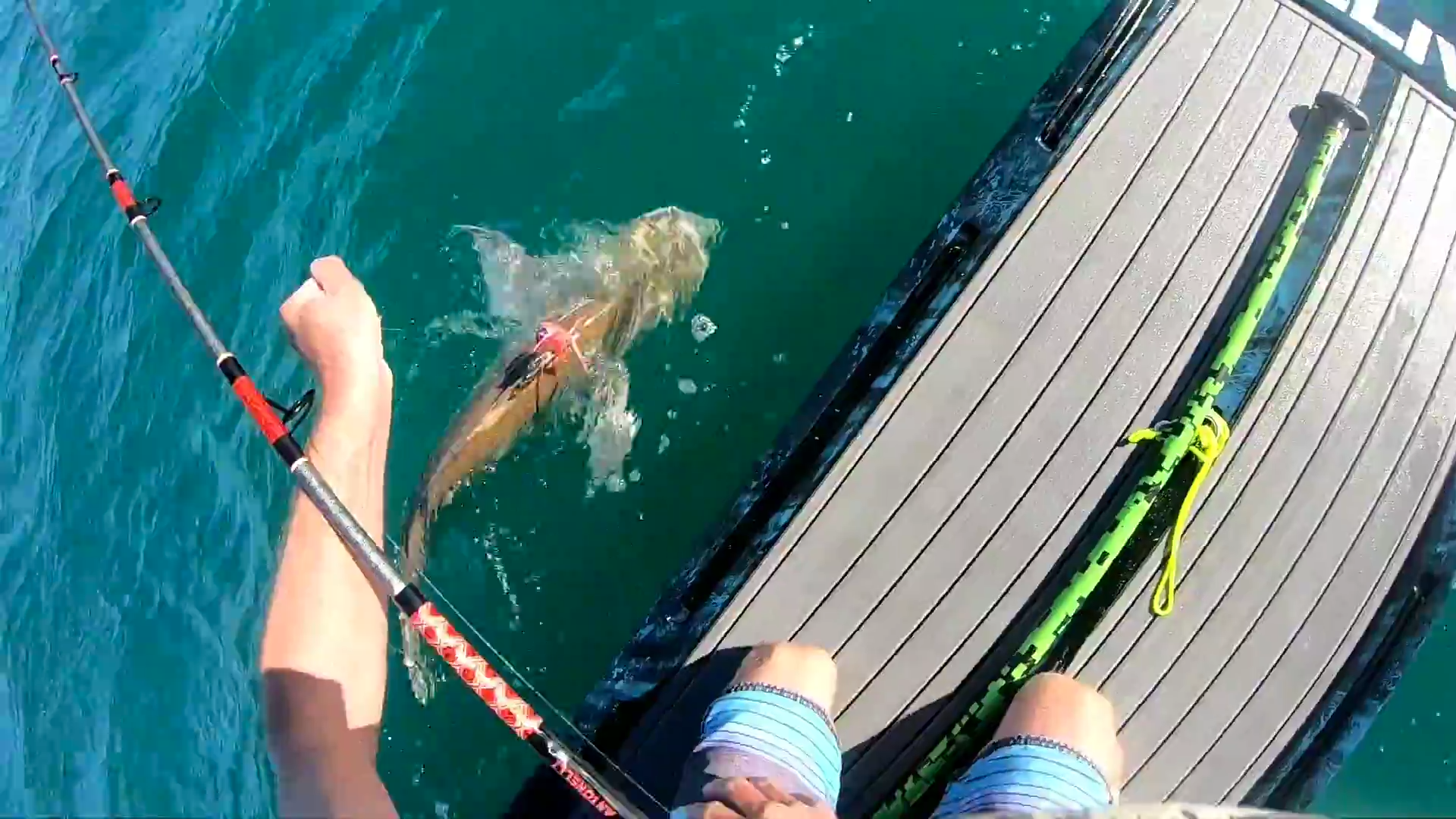 They were all around me while paddleboard fishing