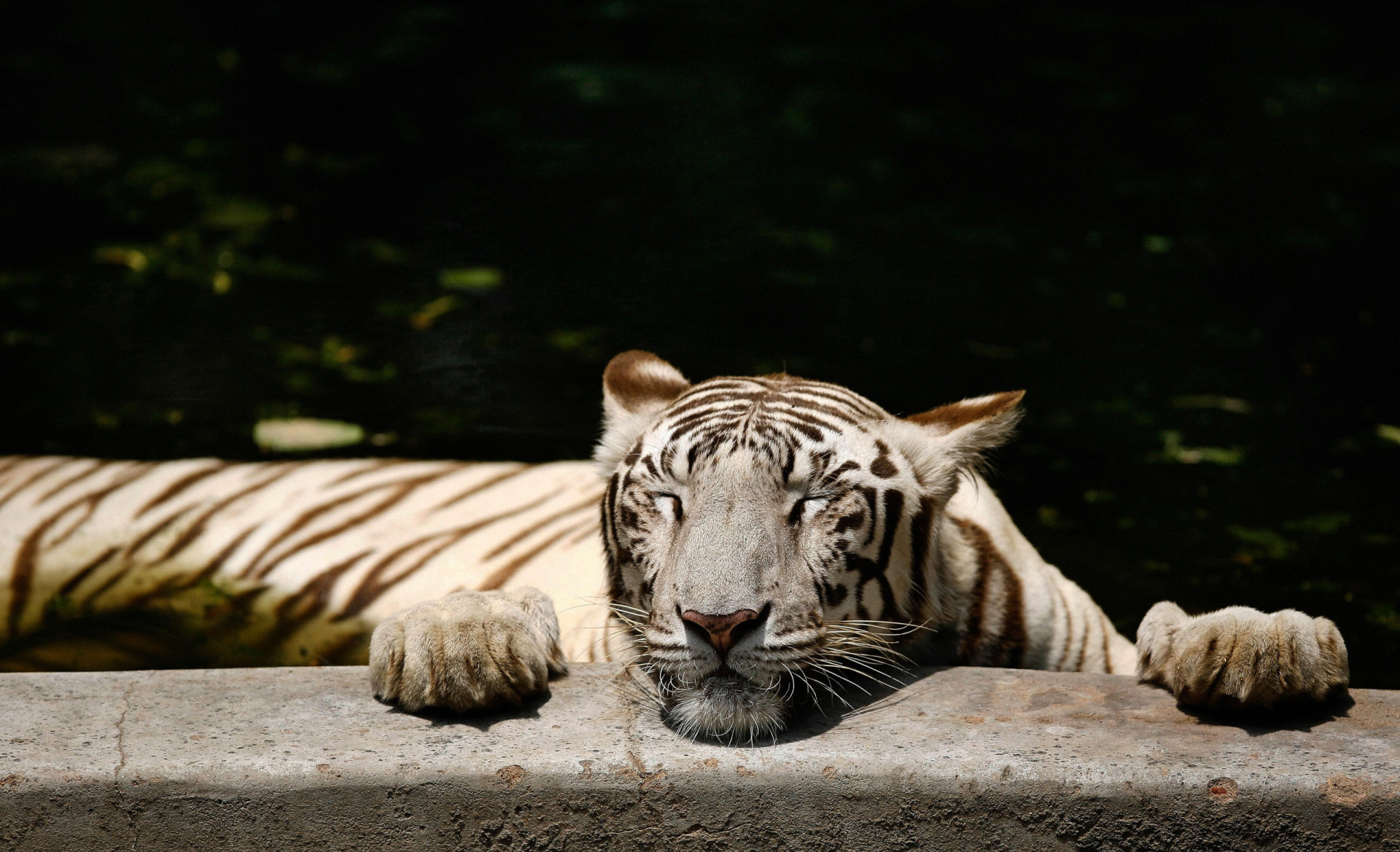 Sleeping habits across the animal kingdom, and what makes us unique