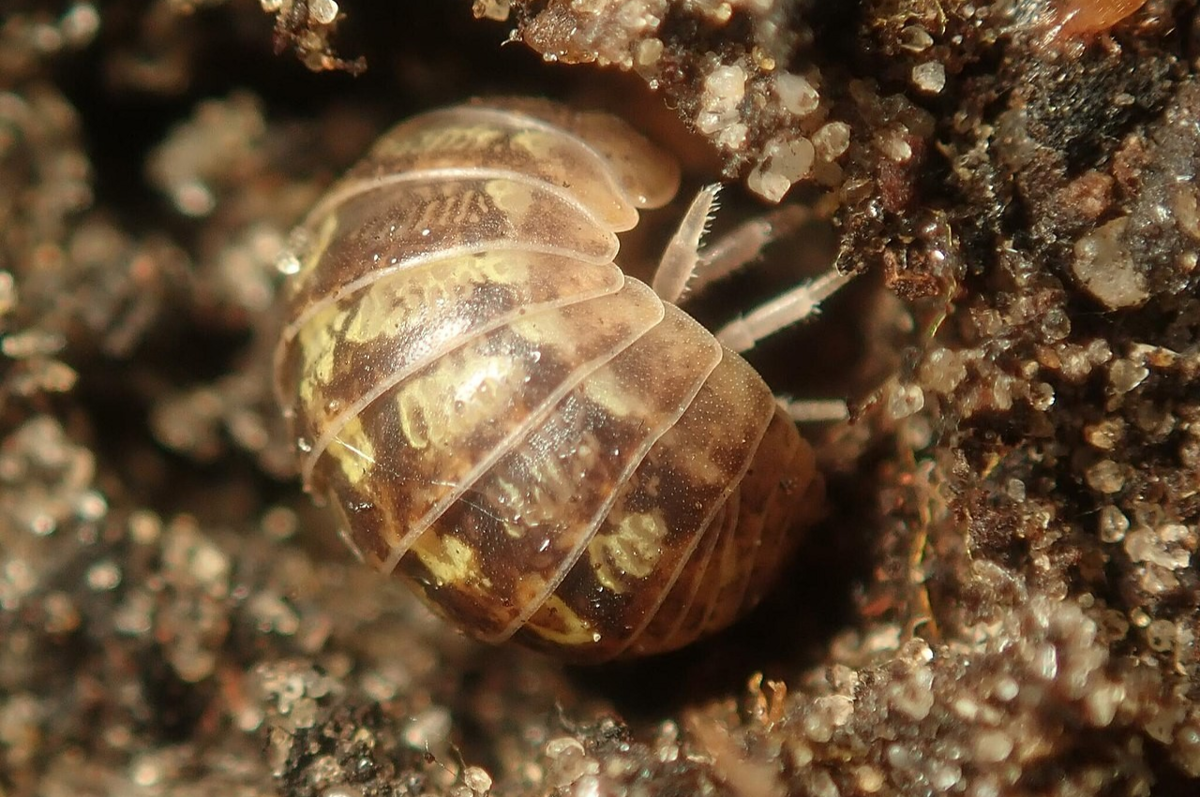5 Isopoda Unik dari Genus Armadillidium, Kepiting Darat yang Menarik