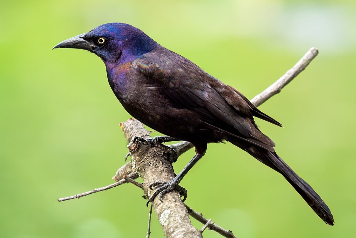 5 Fakta Menarik Burung Kecil yang Dianggap Hama