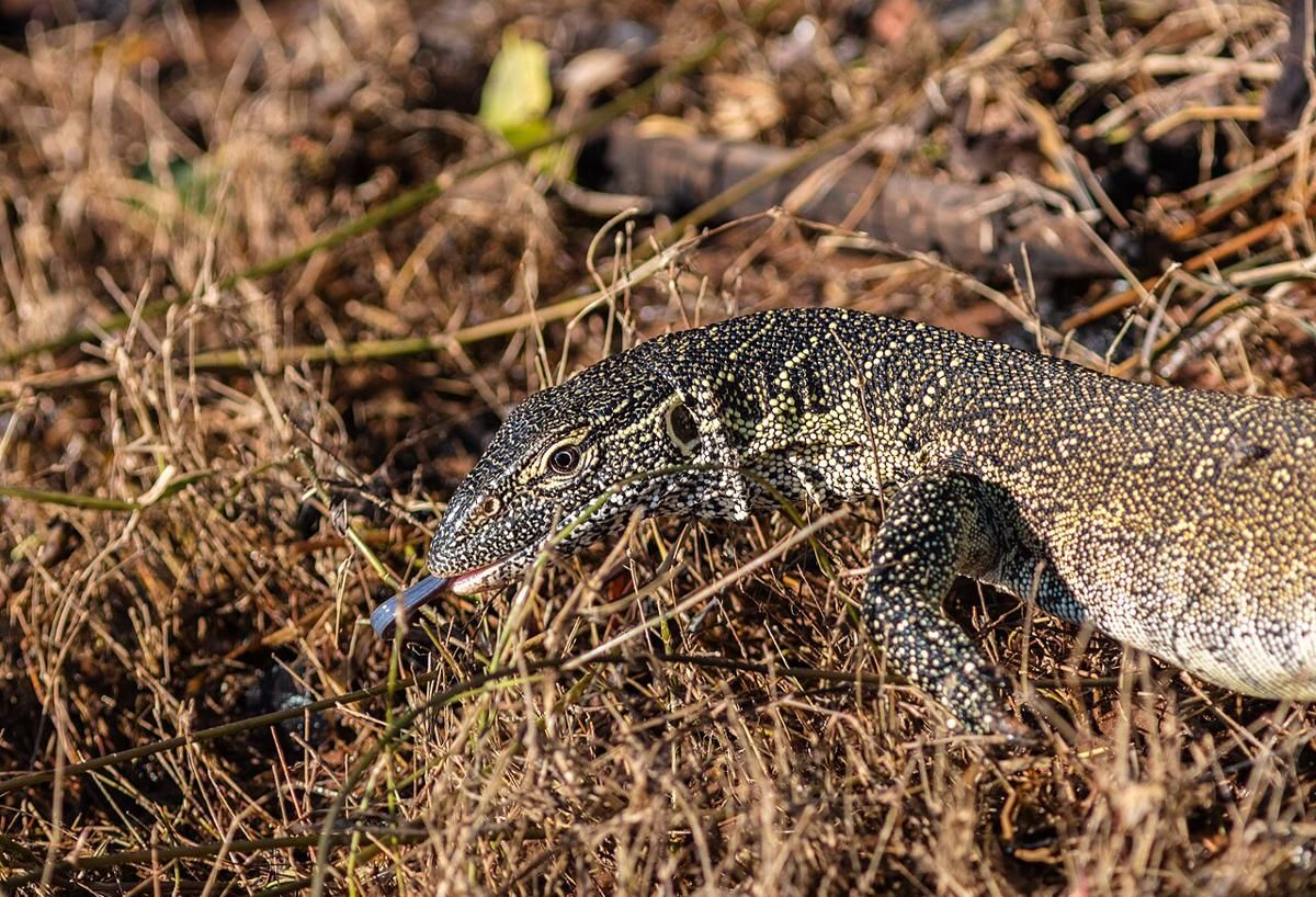 5 Kadal Langka Kenya, Ditemukan di Sungai dan Savana