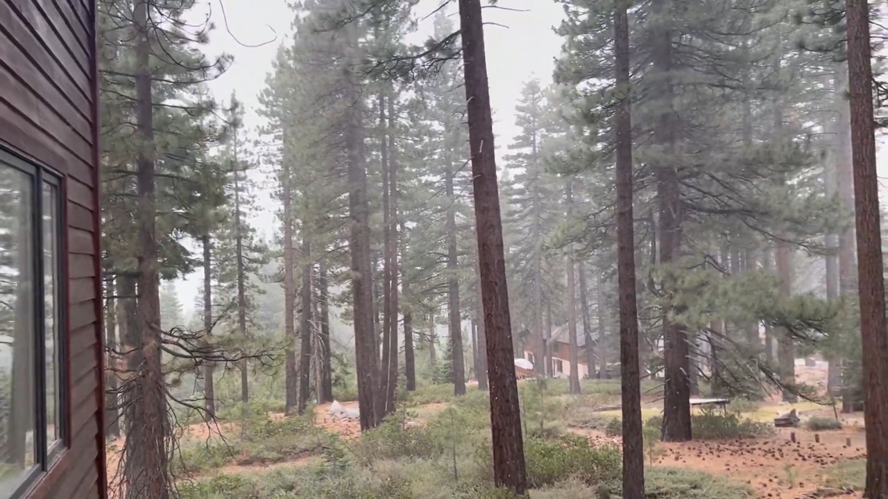 First snowfall among tall trees in Tahoe, California, USA