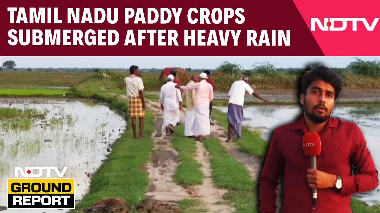 TN Farmers Reel Under Crop Loss After Heavy Rains | 16,000 Hectares Of ...