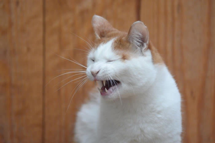 猫の『声がおかしい』ときに考えられる原因4つ 病気の可能性も？注意すべき症状まで解説