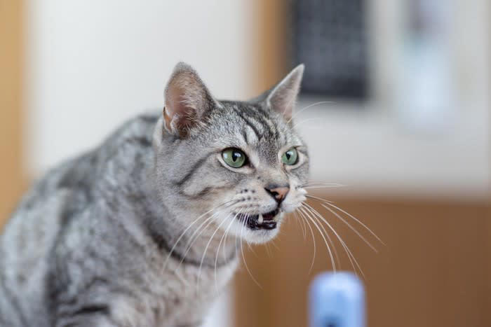 猫の『声がおかしい』ときに考えられる原因4つ 病気の可能性も？注意すべき症状まで解説
