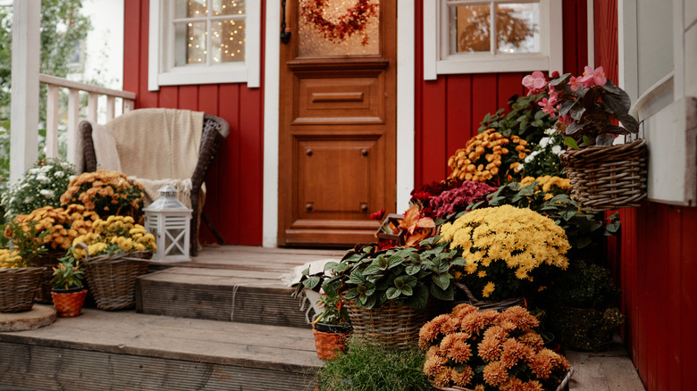 16 Fall Plants That Are Worth Buying From Lowe's To Add Beauty To Your ...