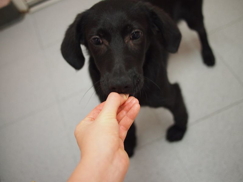 19 Emotionally Sensitive Dog Breeds That Need Constant Companionship