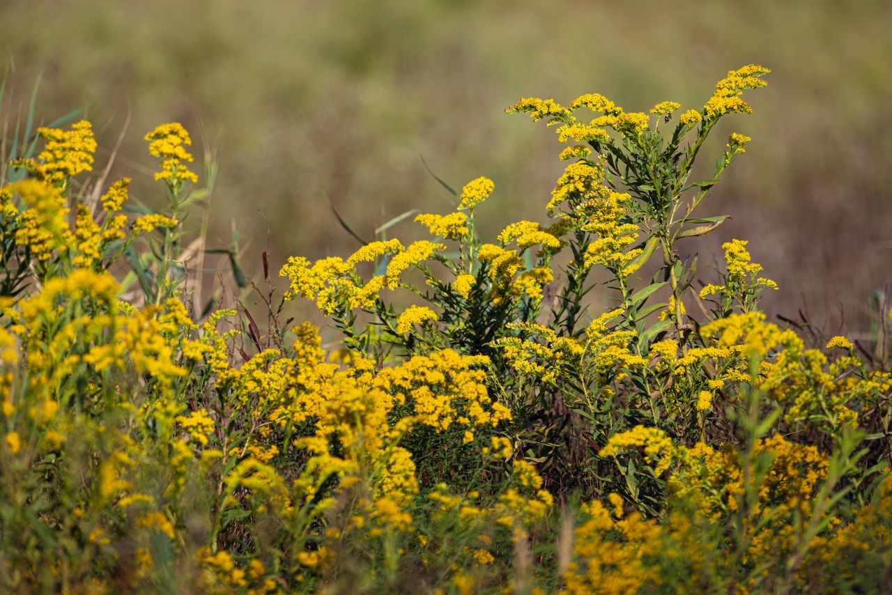 Goldenrod flowers