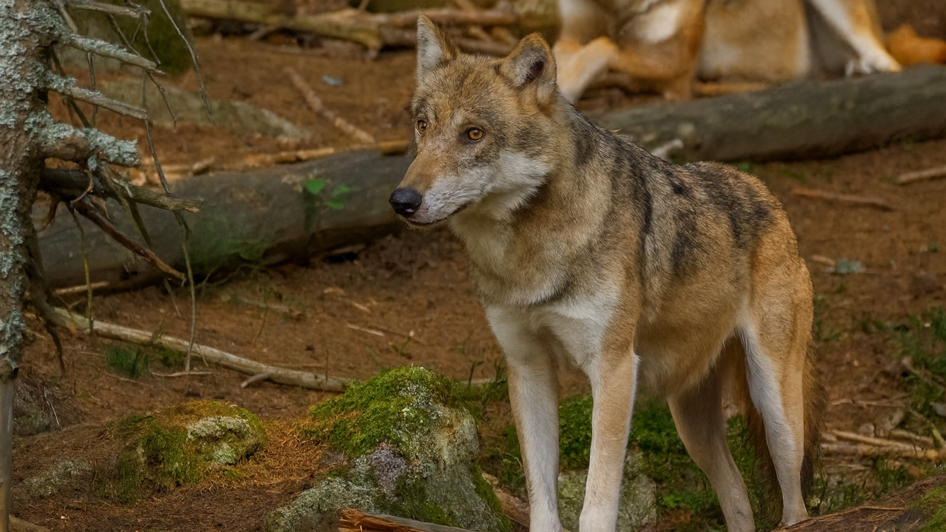 Wild Wolf Encounter Caught on Camera