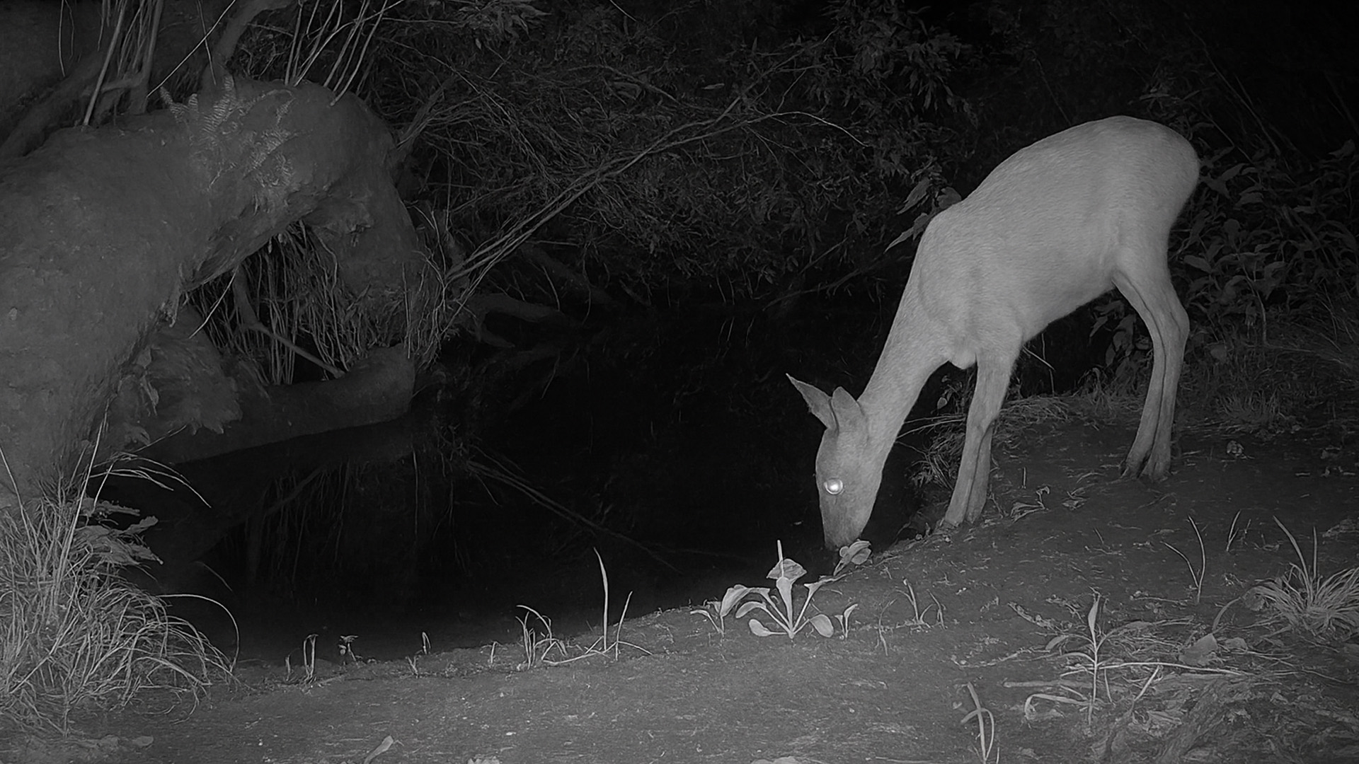 Trail Camera on the Riverbank – See What It Captured